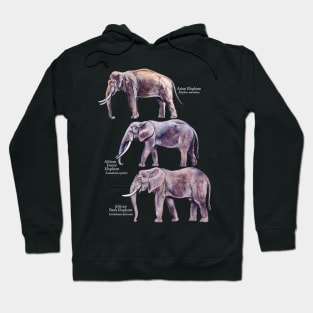 Elephant Species Identification Guide Hoodie